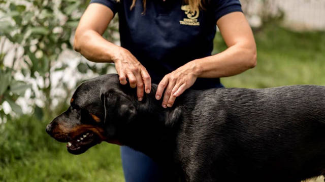 EMMETT Technique für Hunde