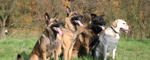 Weiterbildungen/Seminare für Tiertherapeuten