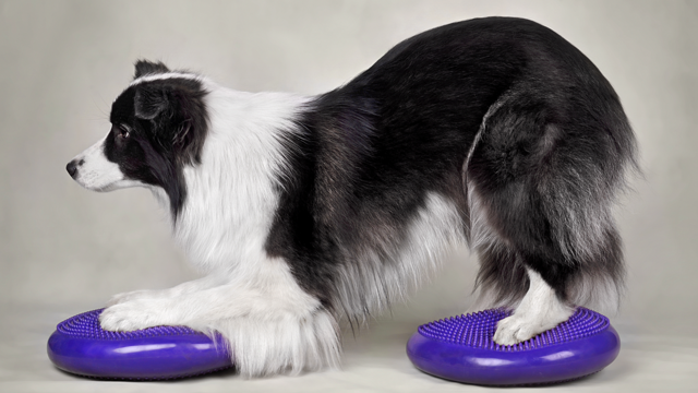 Informationsabende Hundetherapeut