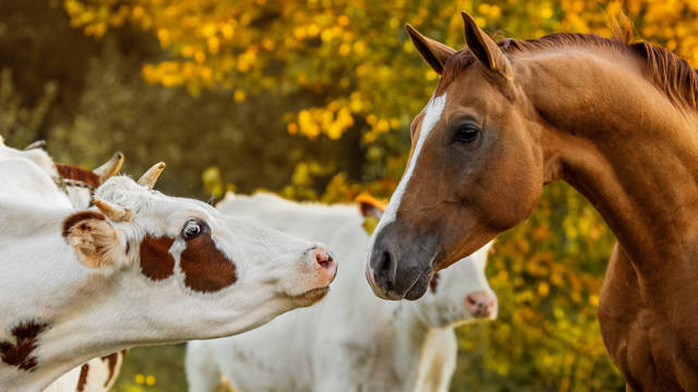 Informationsabende Veterinärmedizinische Grundlagen